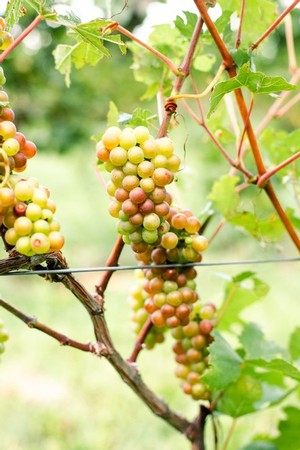 Grape cultivating in a vineyard to make wine in Lake Leelanau, MI